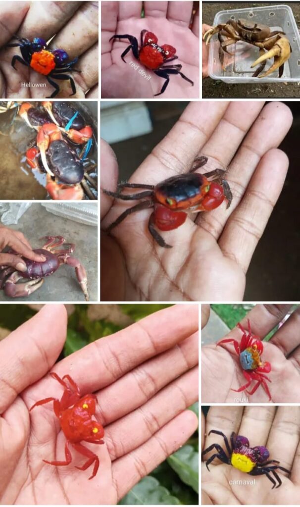 whatsapp image 2025 12 15 at 10.29.54